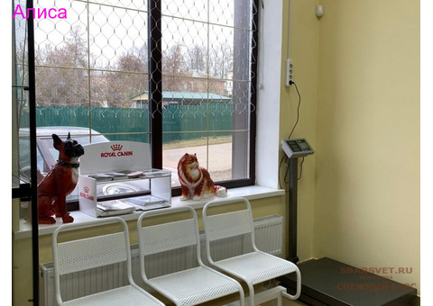 Ветклиника Снежный Барс в Можайске предоставляет весь спектр ветеринарных услуг.